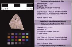 Foto (Objekt + Etiketten) von Munitheites sp. (NHMW-GEO-1990-0041-0176)